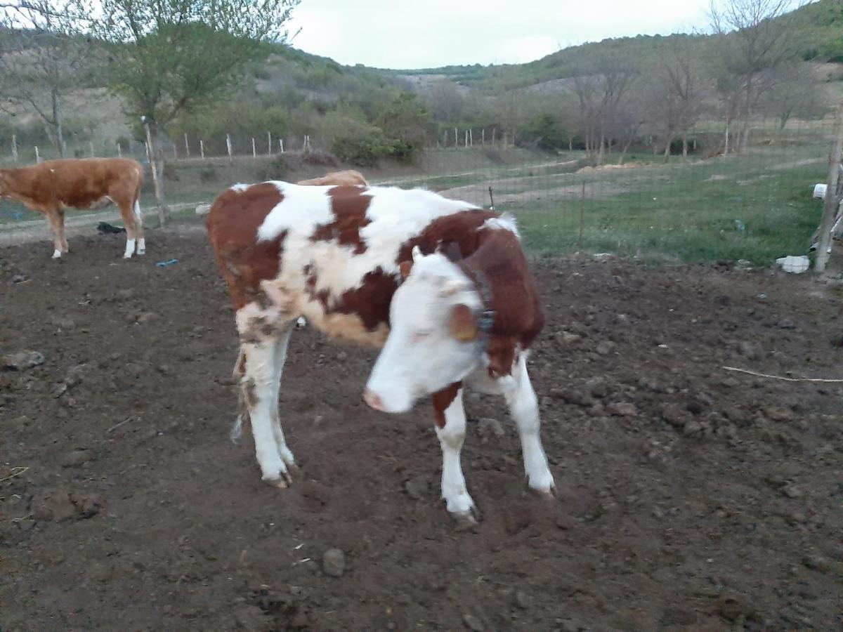 Pensiunea Agroturistica Green Odoba Sătuc المظهر الخارجي الصورة