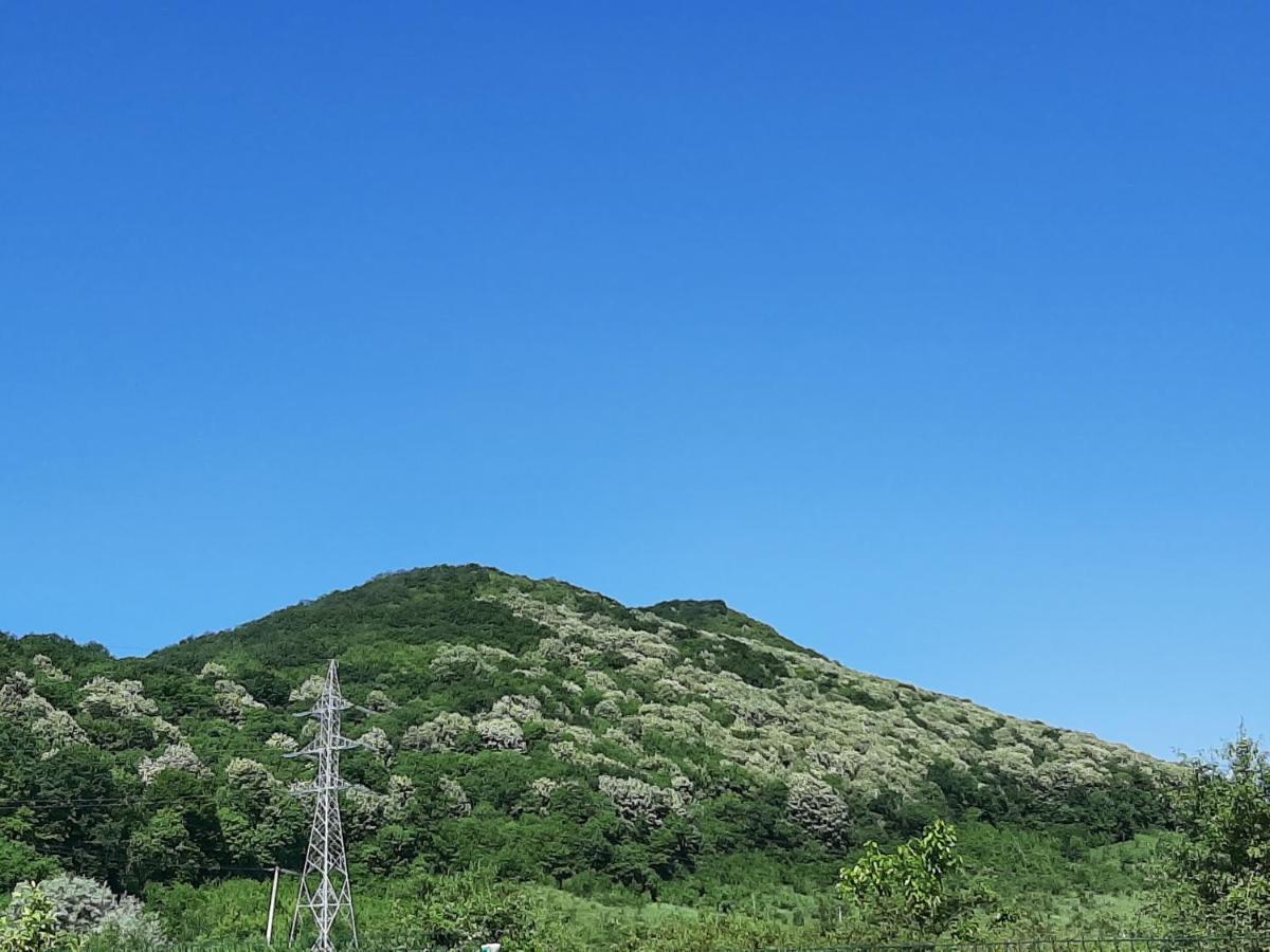 Pensiunea Agroturistica Green Odoba Sătuc المظهر الخارجي الصورة