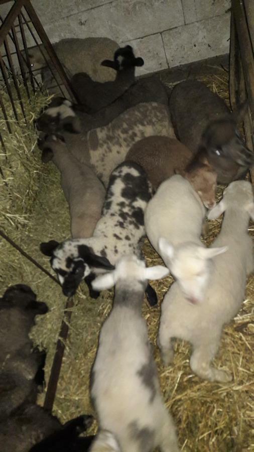 Pensiunea Agroturistica Green Odoba Sătuc المظهر الخارجي الصورة
