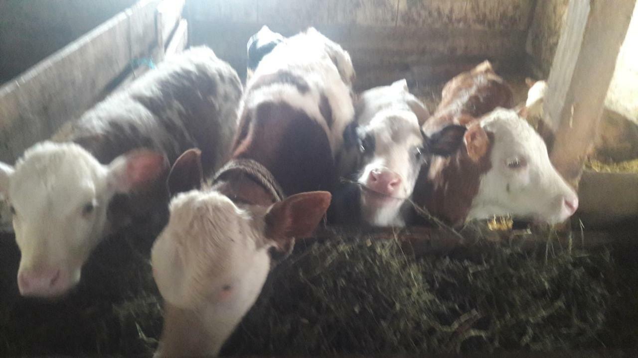 Pensiunea Agroturistica Green Odoba Sătuc المظهر الخارجي الصورة